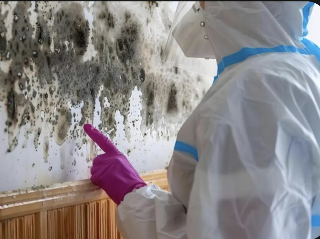 Person inspecting mold on wall